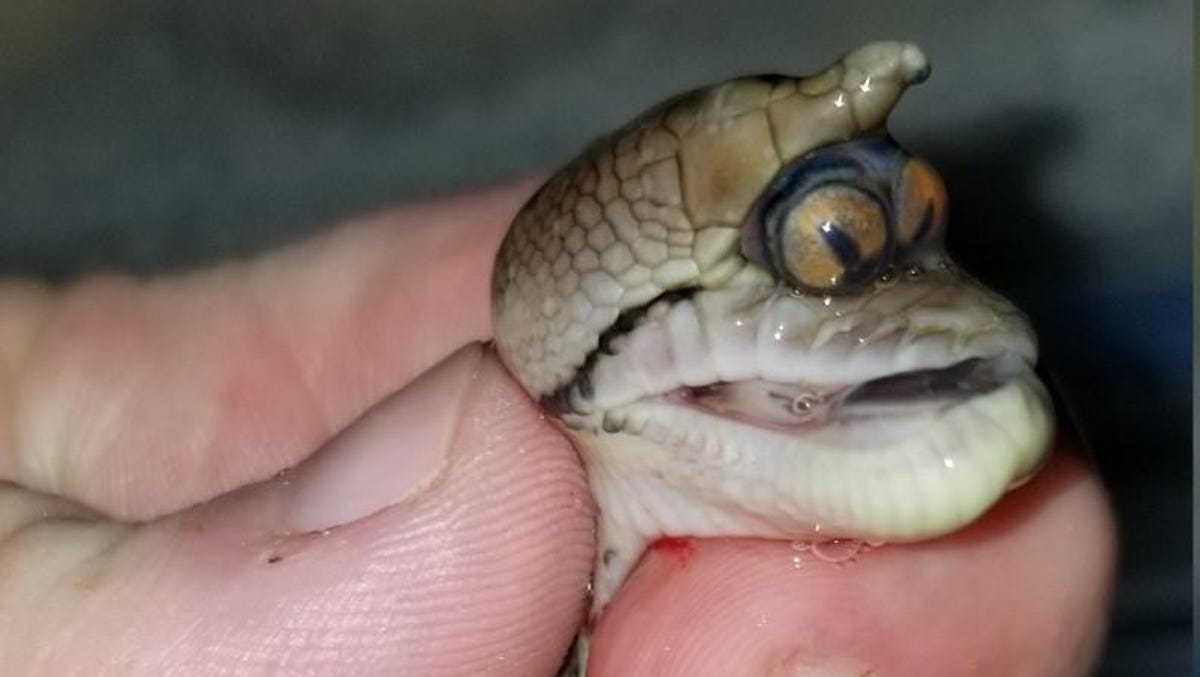 Meet some of Mississippi's biggest, scariest animals