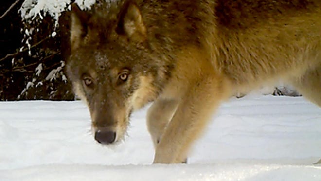 A gray wolf hunts near Chewelah, Wash. The Trump administration has dropped the gray wolf from endangered species list. (Washington Department of Fish & Wildlife/TNS)