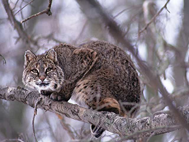 Dnr Cat Sighted Near Lexington Could Be Rare Lynx