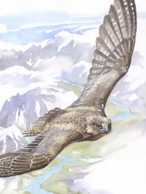 Grey Falcon by Michael Boardman