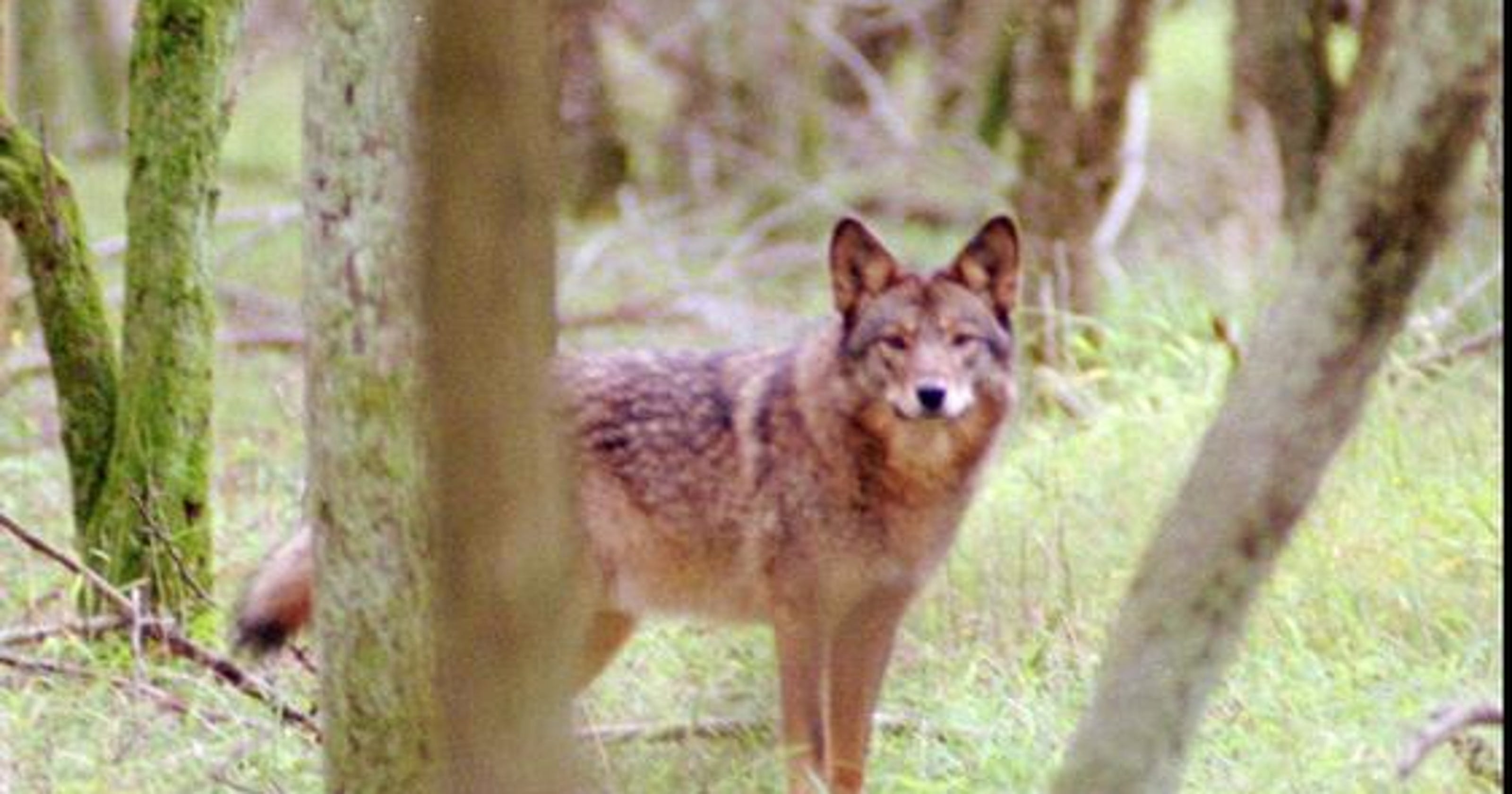 Coyote/wolf hybrid spotted at Savannah River