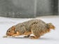 A tailless squirrel forages for food outside the firehouse