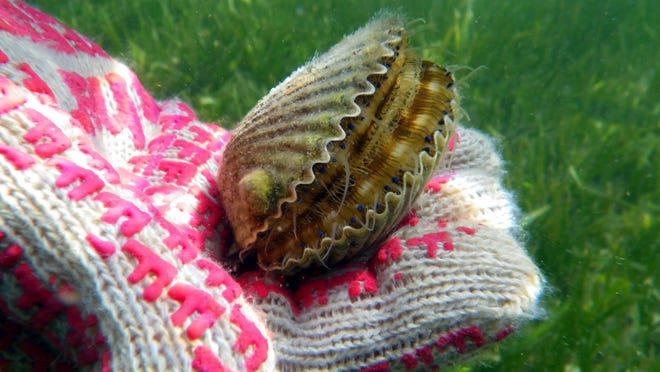 There will be a full 47 days to harvest bay scallops in Gulf County waters, which have shown signs of bouncing back since a widespread red tide in 2015.