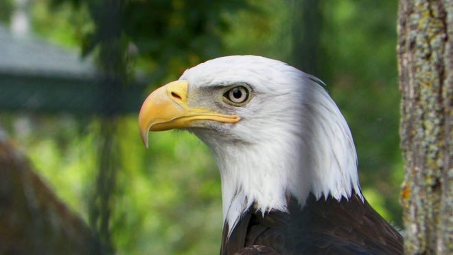 
Bald eagle
