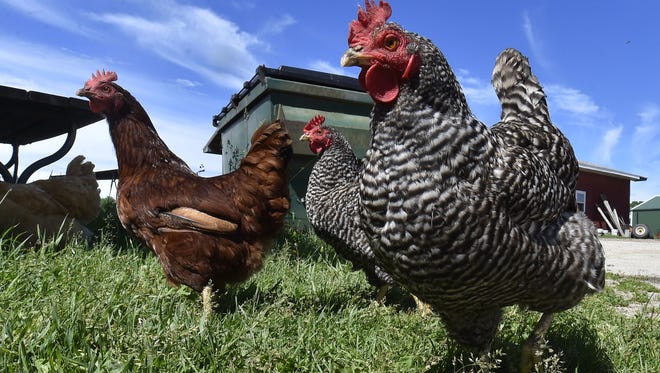 Due to an antigen shortage poultry owners do not need to test their birds for the pullorum-typhoid disease while a poultry testing waiver is in effect.