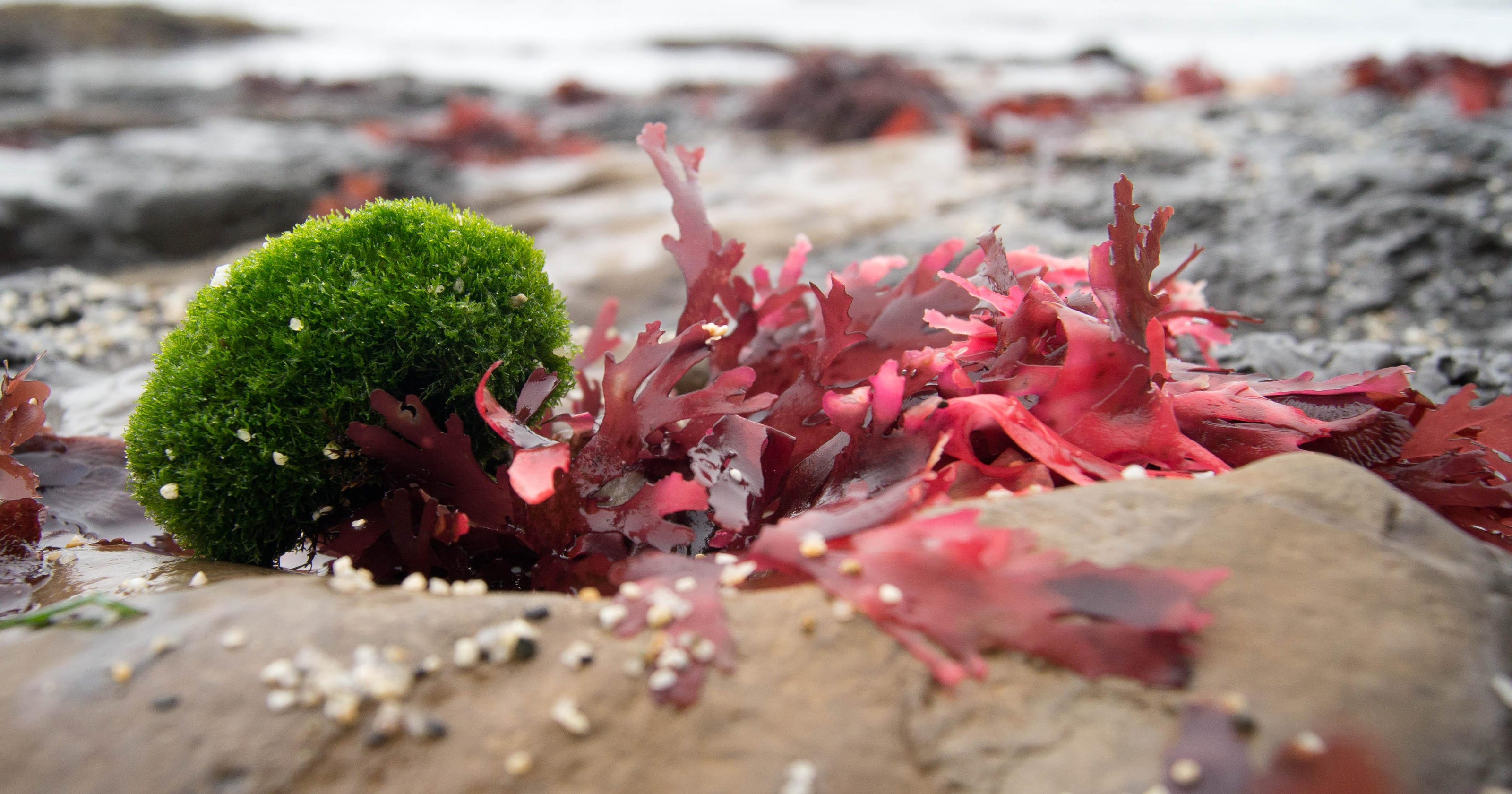 Packaging made from red seaweed, biodegradable and sustainable