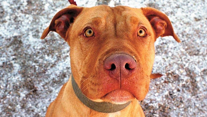 Red-nosed pit bull dog.