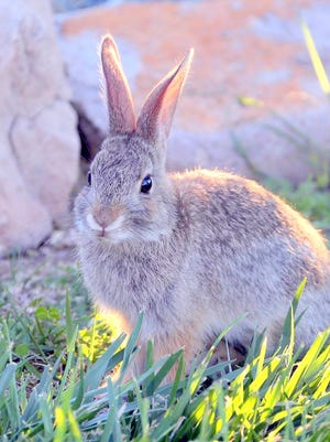 Photographer David Tremblay was shooting photos of his favorite garden bunny when he saw a rattlesnake strike, but miss. He didn't wait for a second attempt, put down his camera and picked up a hoe to end the threat.