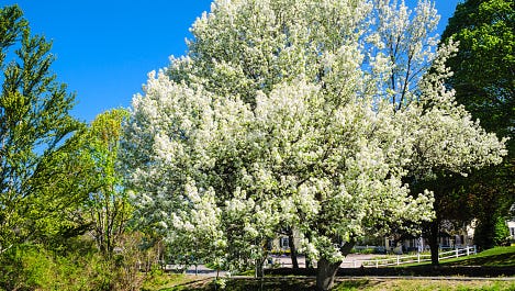 Bradford Pear Tree in Bloom