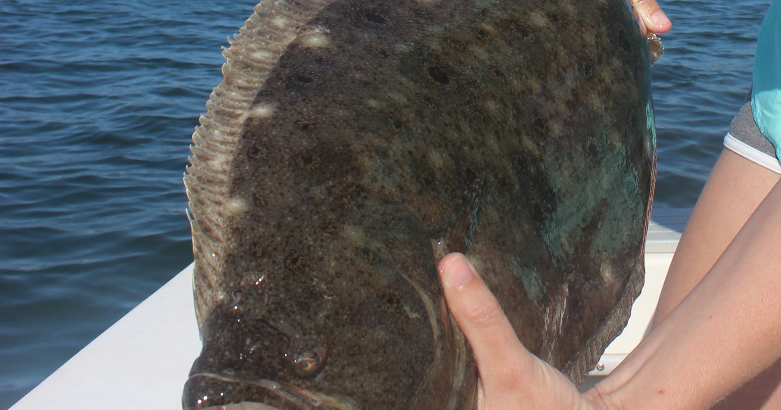 Summer flounder Big quota bump doesn't mean more fish for anglers