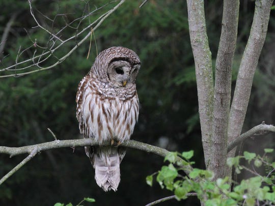 FOR THE BIRDS: Bird eyes differ from human eyes