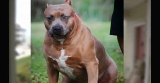 'Monster' pit bull kills 4yearold girl