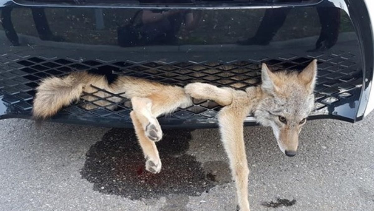 Woman Drives 20 Miles With Coyote Embedded In Car S Grille