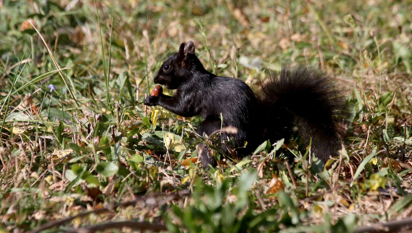 Black squirrels in Michigan popping up in more places