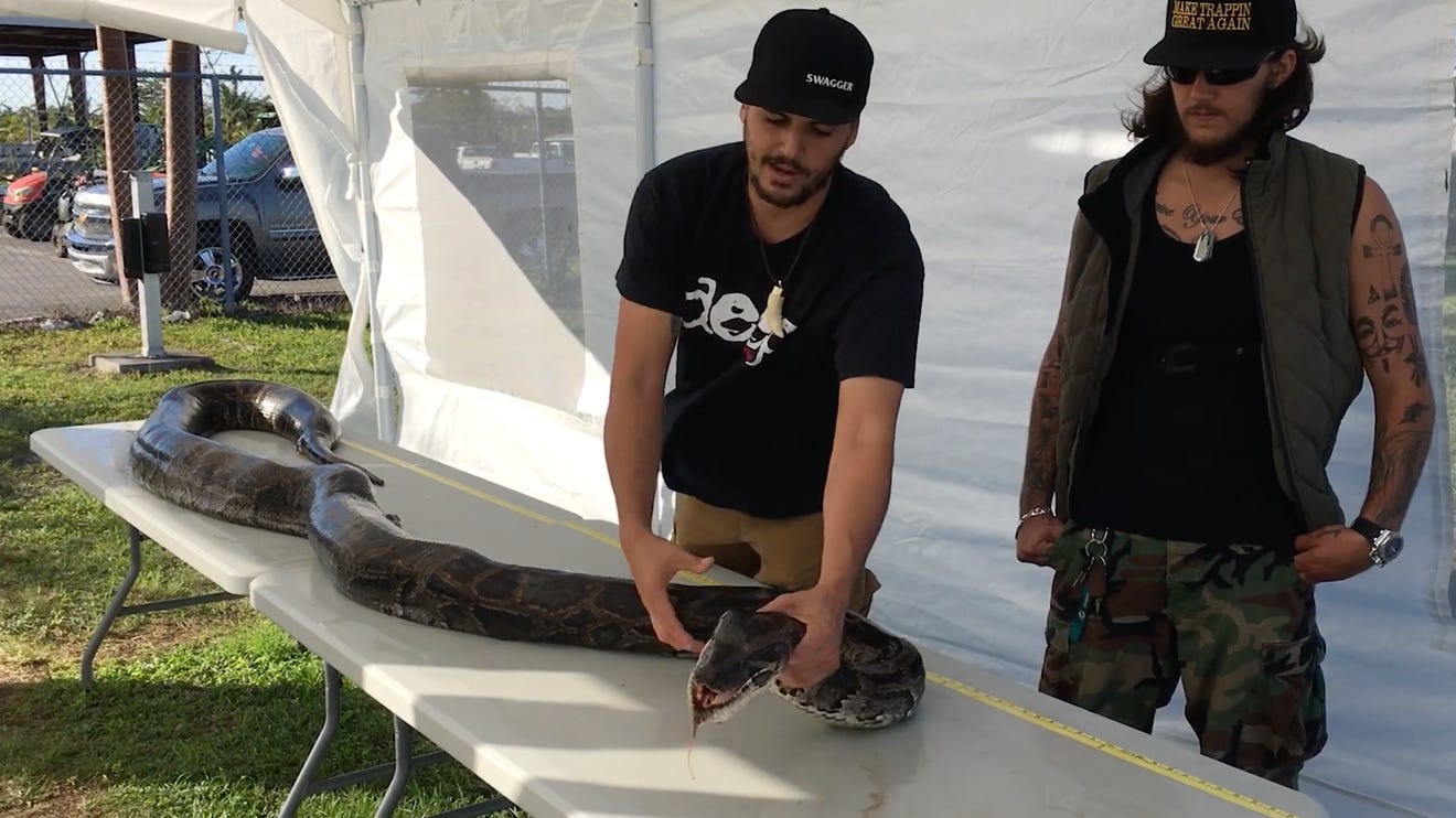 Man grabs 17-foot python near Florida levee, has bite marks to prove it