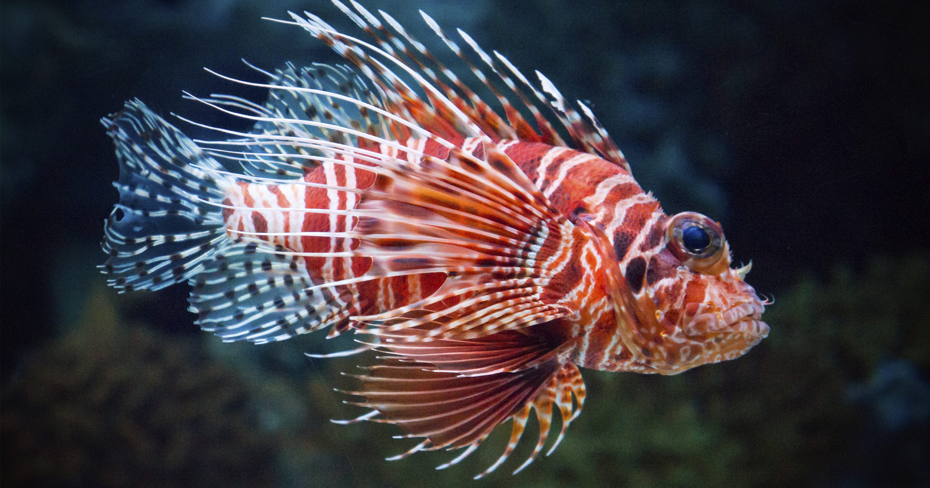 Lionfish: You have to eat them to beat them