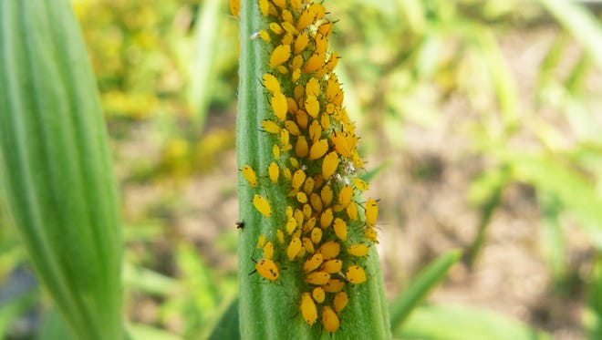 Aphids are attracted to plants that have been over-fertilized with nitrogen. These insects suck the sugars from a plant. Treat with a stream of water or horticultural oil.
