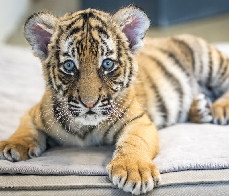 One of the three adorable Malayan tiger cubs that were born February 3 and can be seen in the nursery at the Cincinnati Zoo & Botanical.