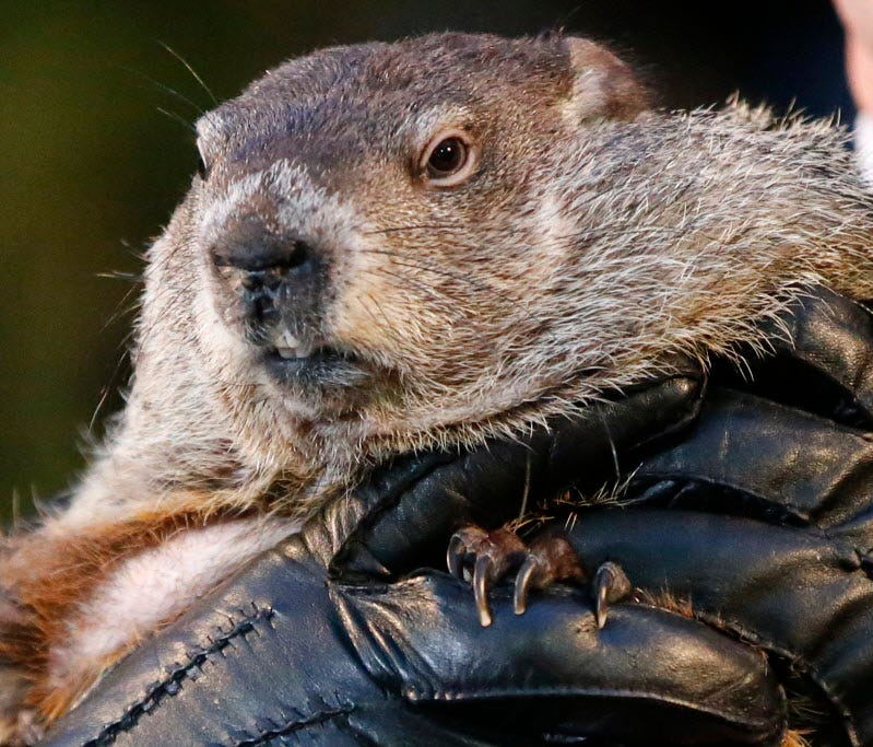 Punxsutawney Phil, the weather prognosticating groundhog, is held by the gloved hands of handler Ron Ploucha during the 129th celebration of Groundhog Day on Gobbler's Knob in Punxsutawney, Pa., Feb. 2, 2015.