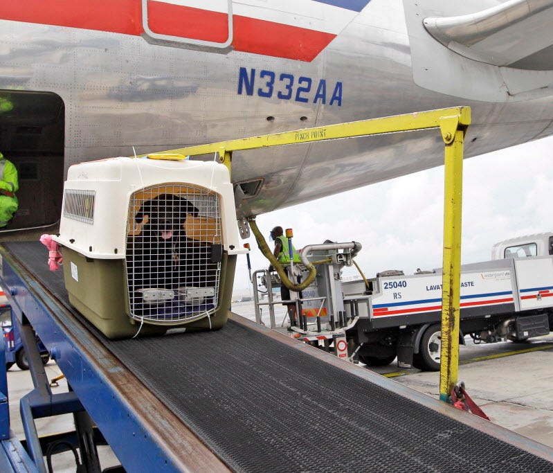 American Airlines ground crew unloads a dog Aug. 1, 2012, from the cargo area of an arriving flight at JFK International airport in New York.