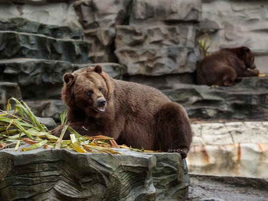 Thor, a 6-year-old grizzly bear, enjoys a stuffed pumpkin