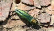 Millions of ash trees are on the line, and Colorado State University experts are helping to protect them from a destructive pest known as the emerald ash borer (EAB).