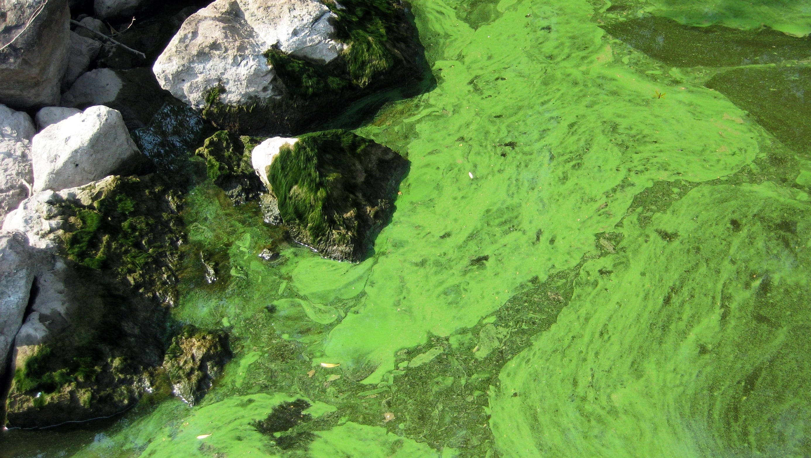 It's peak algae season. Here's what to know about 