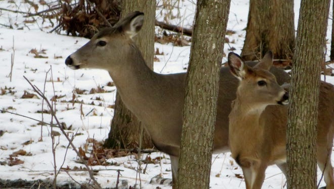 Although this doe and fawn are frequent visitors to our woods, they always cautious and wary.