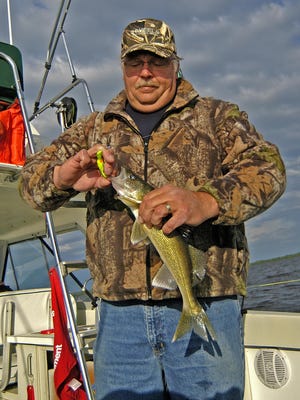 About 35 percent of walleyes caught in tournaments from 2010 to 2012 could not be returned to the water. Dead fish are filleted and donated to charities.