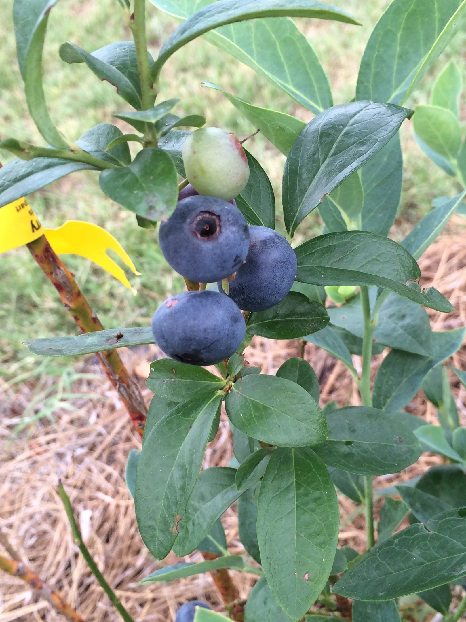 Thinking planting blueberries? the right variety for North Florida
