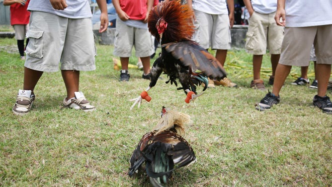 Onlookers watch roosters spar in Guam. Police and gaming authorities from Indiana raided suspected cockfighting operations in Avon and Waveland on Wednesday, May 9, 2018.