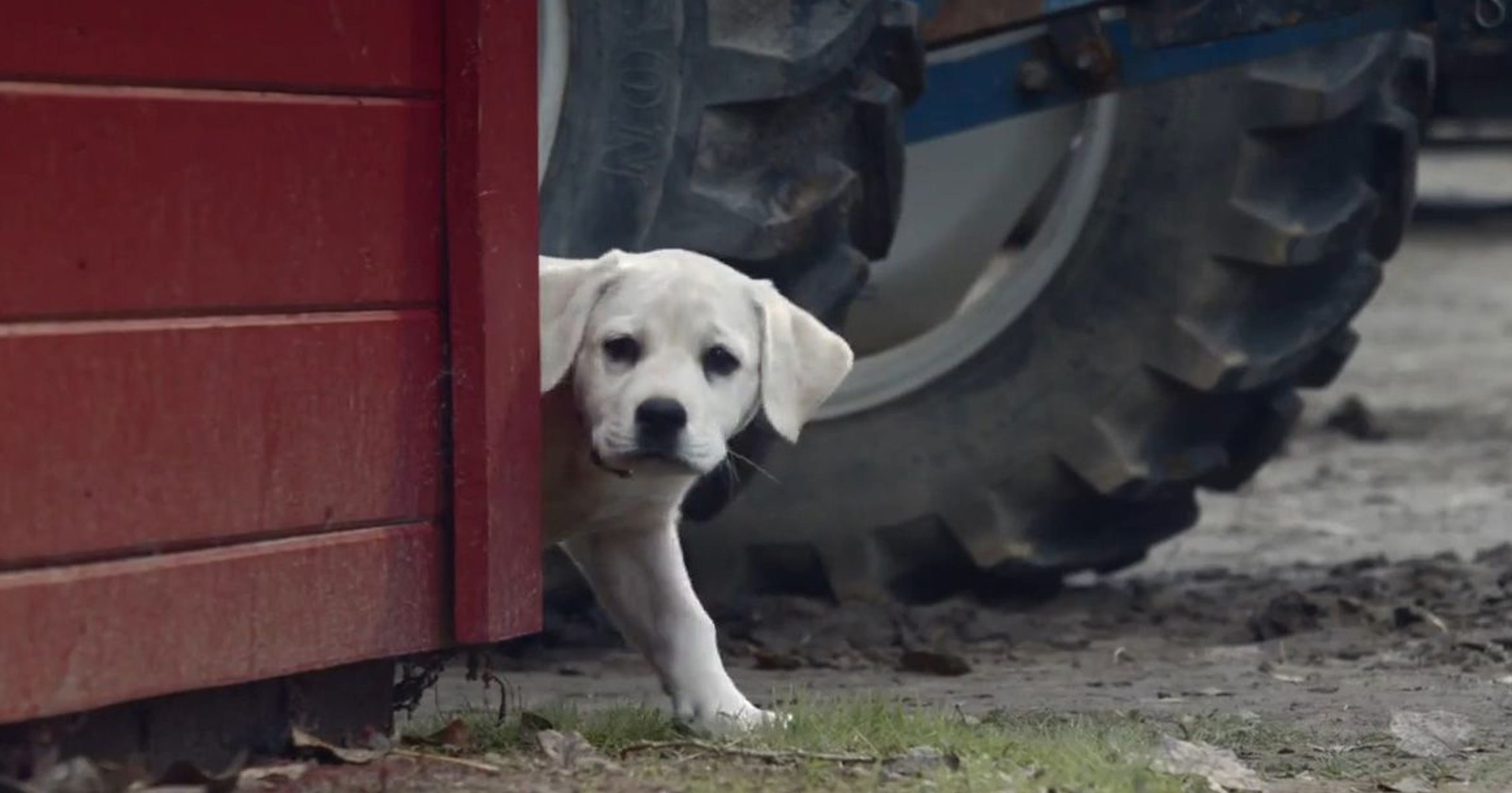 Budweiser’s best Super Bowl commercials of all time