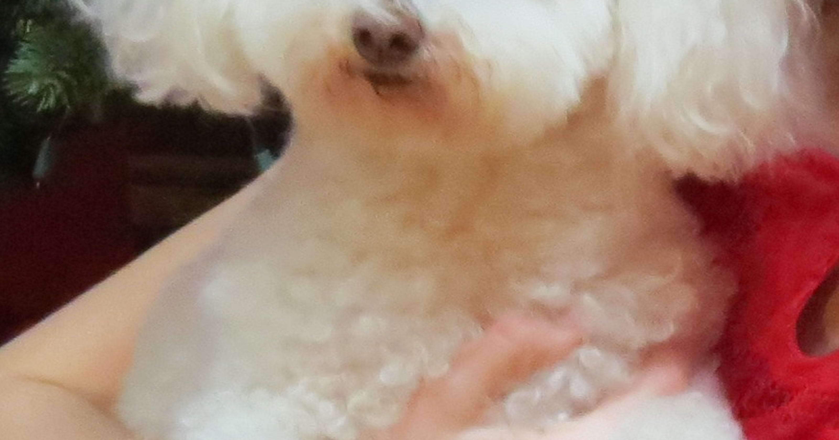 Lost and found: Helping pets find the way home