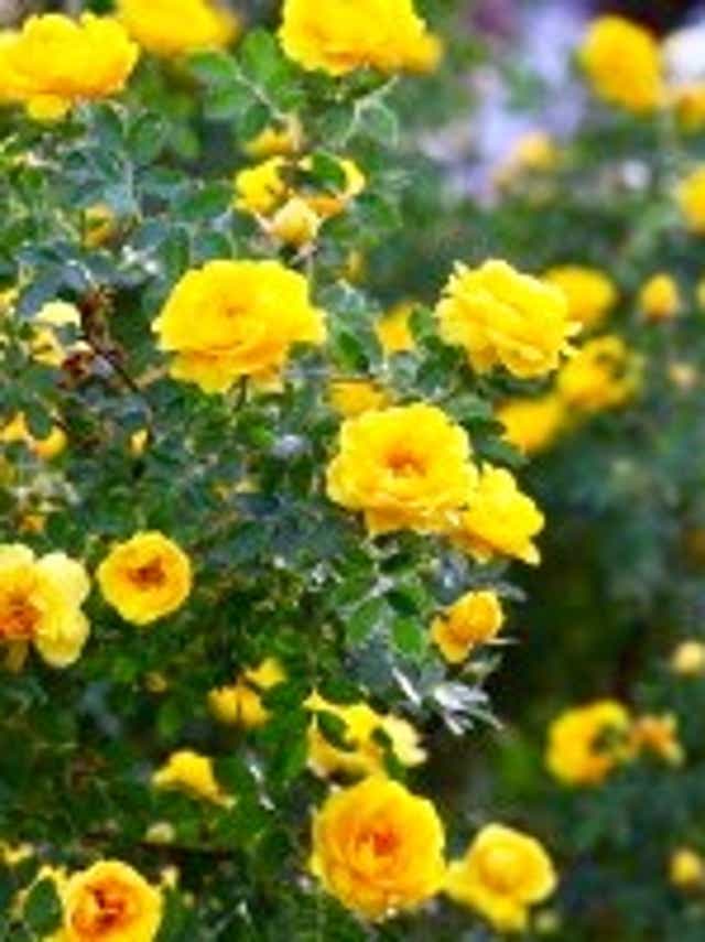 Roses Can Grow In Sw Florida But It S Not Easy