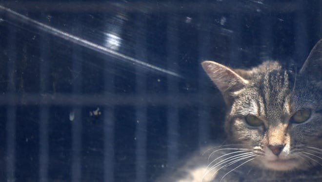 Meringue looks out from the Indianapolis Animal Care Services truck during the Tour for Life pet adoption fair in Garfield Park, Sunday, April 2, 2017.