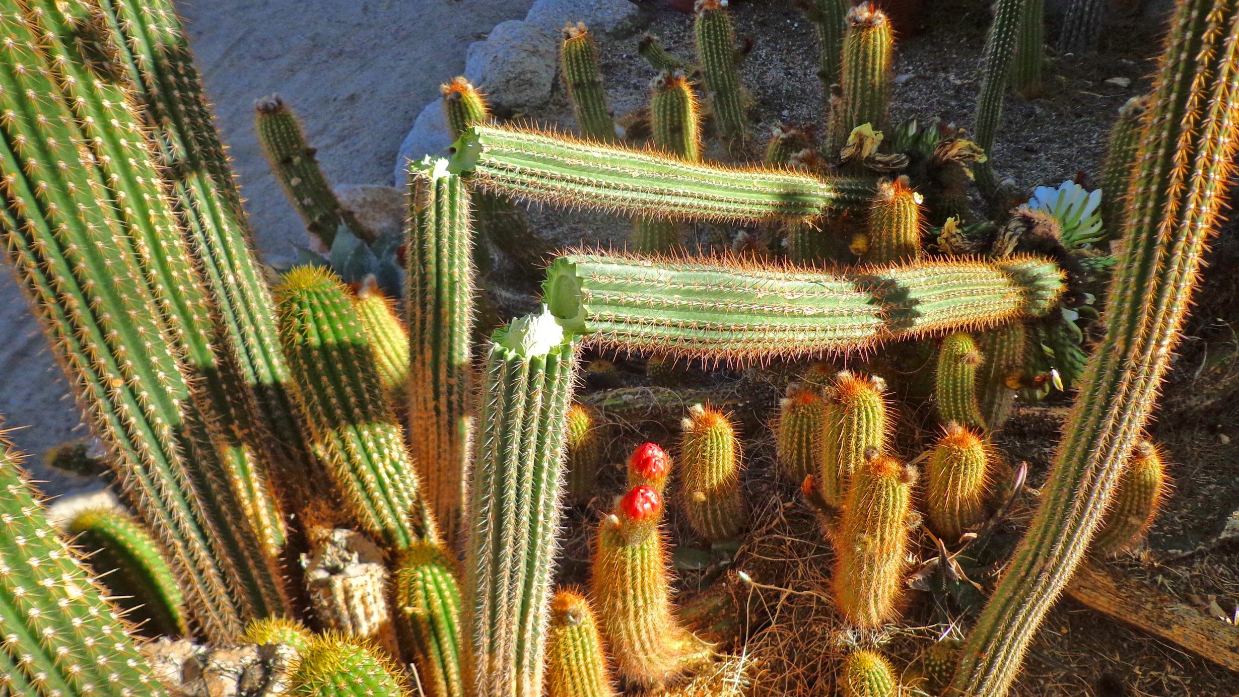 buy cacti drink buy cacti drink
