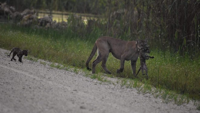 Brad Rosendorf, of Coral Springs, was driving a remote dirt road in the Big Cypress National Preserve when he saw a panther traveling with two spotted kittens on July 27, 2017.