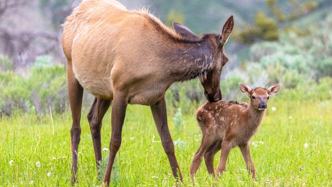 Elk cow grooming her calf in Yellowstone National Park