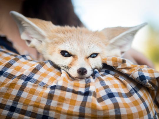 Knox County To Vote On Allowing Felix The Fennec Fox In