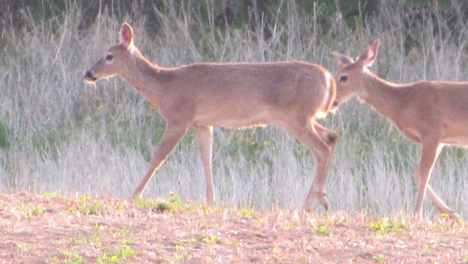 A Bayfield County hunting ranch was released from quarantine with no CWD detected in any other deer depopulated on the farm.