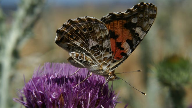 While weeds are small, the best option is to pull or hoe them. The birds, bees, your pets and neighbors will appreciate it. Painted lady butterfly on a scotch thistle.