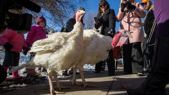 Gov. Terry Branstad pardoned turkeys Spike, right, and Zoey on Monday, Nov. 23, 2015, at Terrace Hill in Des Moines, Iowa.
“This has been a tough year for turkeys, so we're going to give a couple of  'em a special pardon here today,” Branstad said.