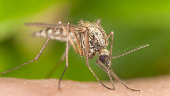 West Nile virus is an arbovirus most commonly spread by mosquitoes.