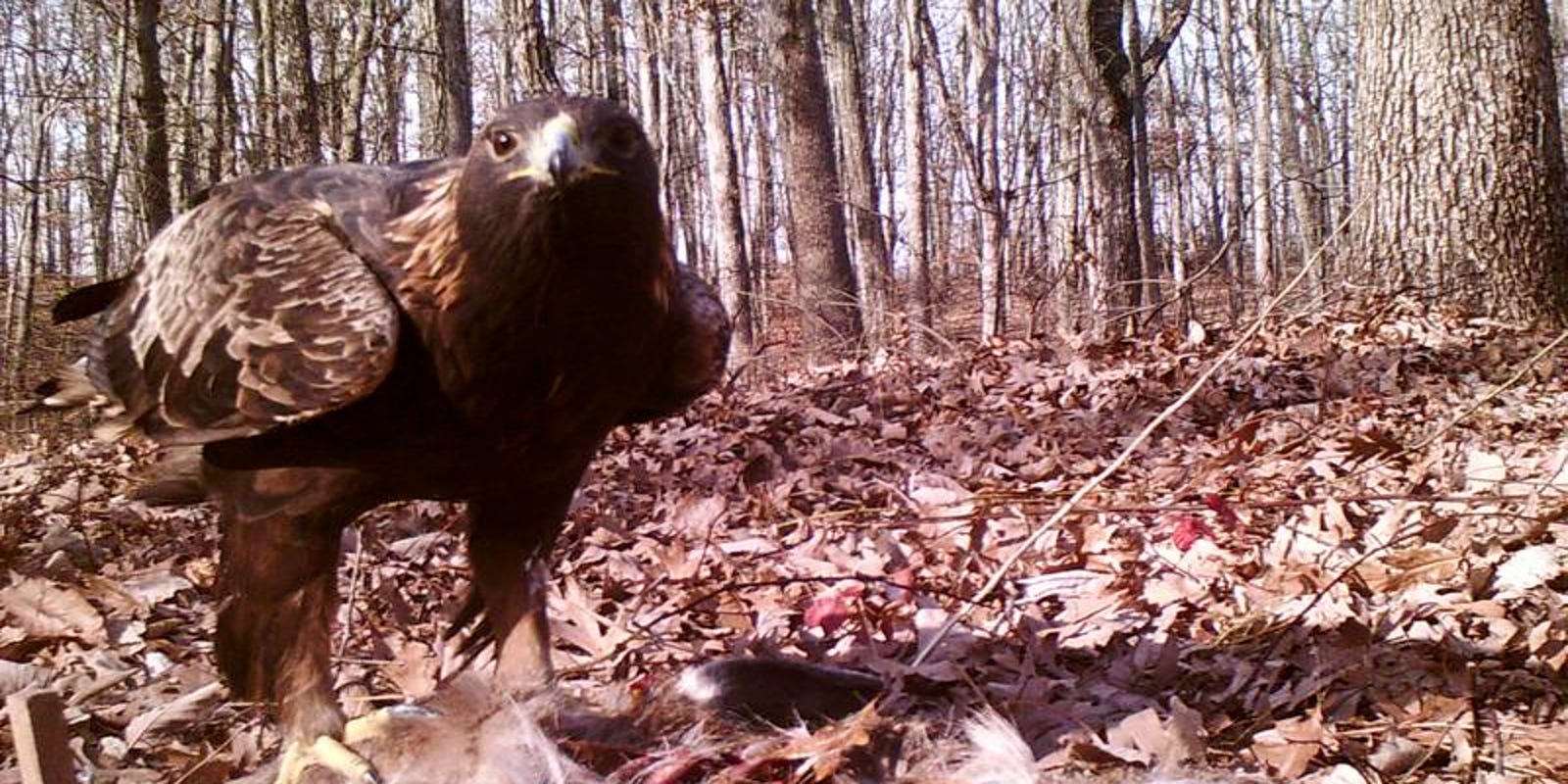 Rare Golden Eagles Find Winter Home In Bernheim Across Kentucky