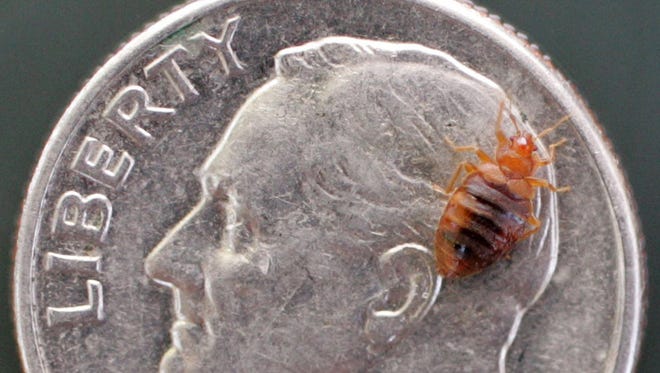 A live bedbug provided by Terminix crawls across a dime.