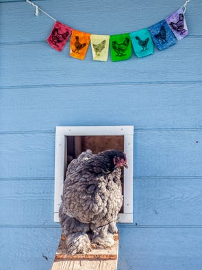 100 days in the life of a Fort Collins pet photographer