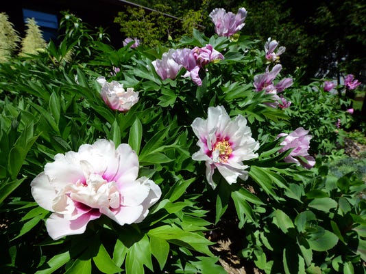 Garden Is Piece Of Peony Paradise