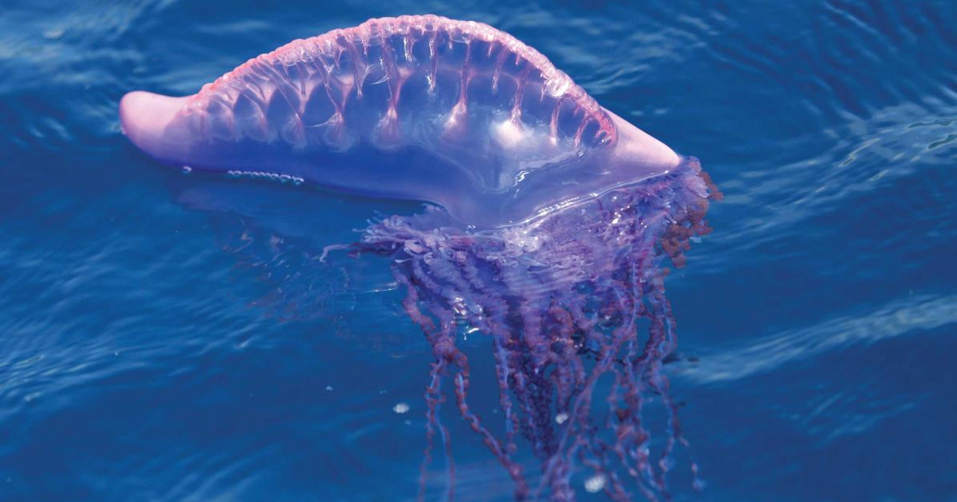 Pretty, but painful, Portuguese Man of War packs poweful sting 