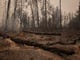 A small fire still burns among other burned out trees