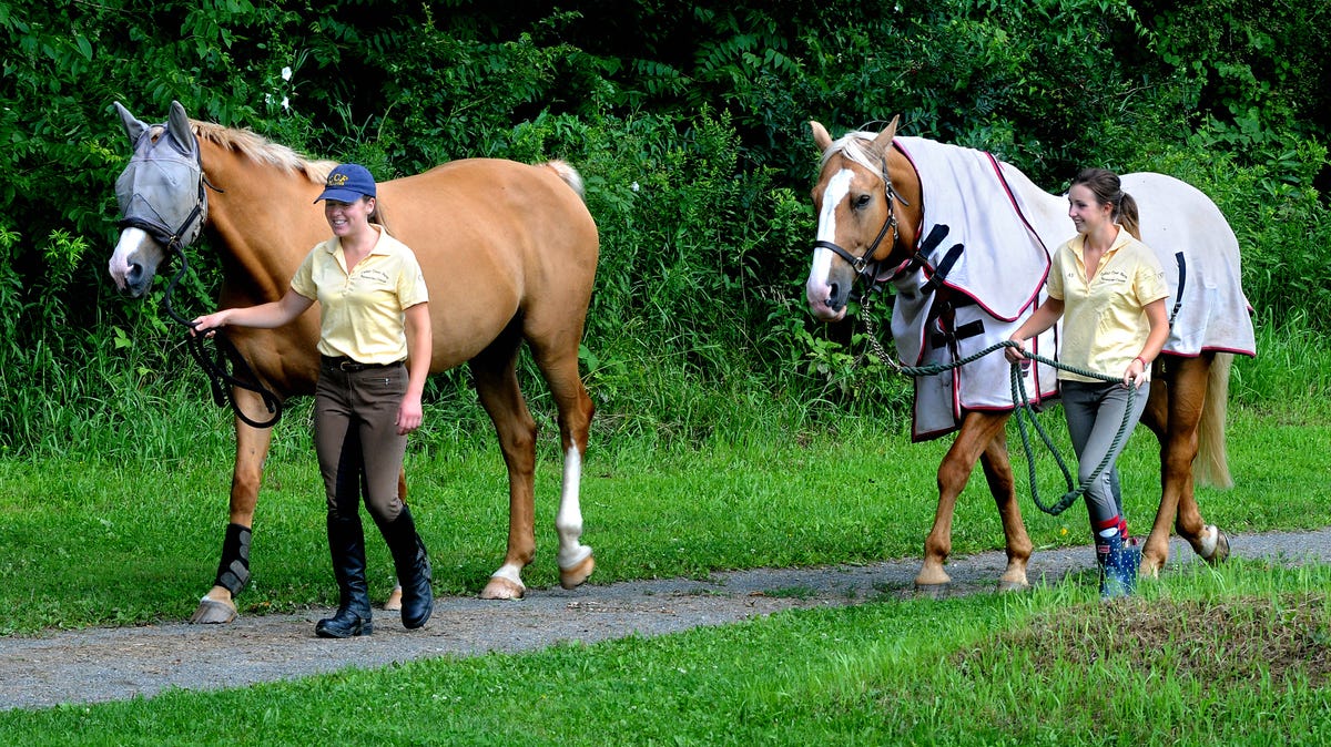 Lyme Disease Antibiotic Cost Soars For Pets And People